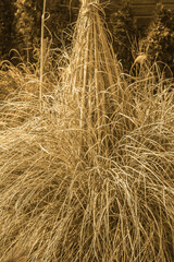 Zusammen gebundene Wedel vom Pampasgras als Schutz vor Kälte