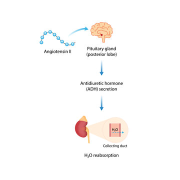 Angiotensin II acts on pituitary gland. Antidiuretic hormone, ADH. Vasopressin. Renin-Angiotensin-Aldosterone System, RAAS. Vector illustration.