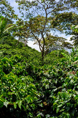A picturesque mountain slope in Panama, located in Central America, featuring beautifully arranged terraces that are meticulously cultivated with rows of coffee plants