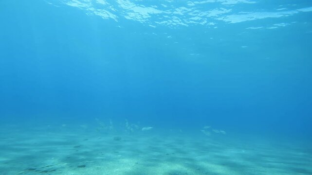 school of fish in tropical sea