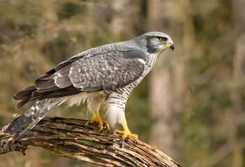 Obraz premium A close up of a Goshawk