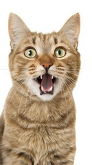 A tabby cat with its mouth open wide and eyes wide with surprise