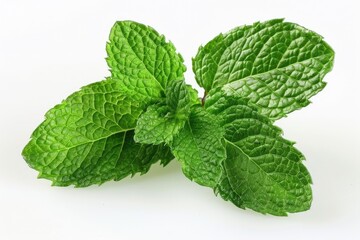 Fresh mint leaves with detailed texture isolated on white background