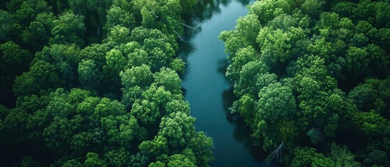 Naklejka premium Aerial view of a dense forest with a river,
