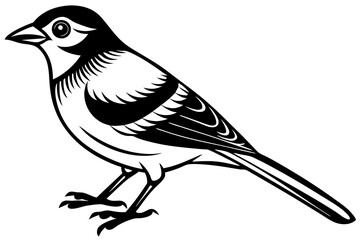 Jay bird Vector Illustration