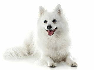 Obraz premium A American Eskimo Dog with a fluffy white coat
