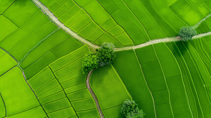 aerial view of green rice paddies with paths
