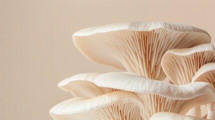 King Oyster Mushroom: A Study in Minimalist Elegance