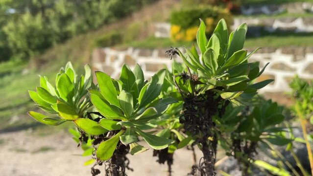 Buds of a Scaevola taccada plant, on top of a hill, near the beach
