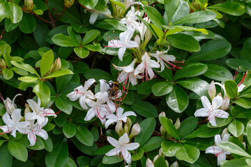 Sticky rhododendron ( lat. Rhododendron viscosum ) is a deciduous shrub