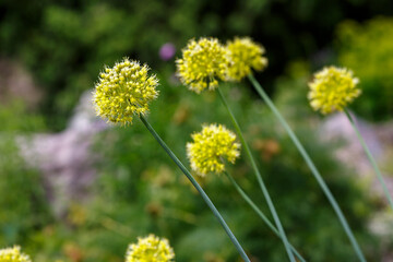Oblique onion ( lat. Allium obliquum ) is a perennial herbaceous plant, a species of the genus Onion ( Allium ) of the Onion family ( Alliaceae )