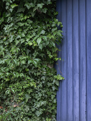 Efeu an Garage mit blauen Holztor