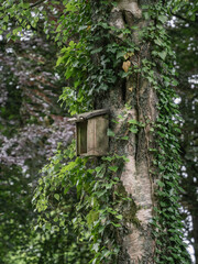 Defekte Holz Nistk&auml;sten f&uuml;r V&ouml;gel, Sinnlos, Birke und Efeu