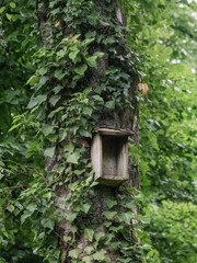 Defekte Holz Nistkästen für Vögel, Sinnlos, Birke und Efeu