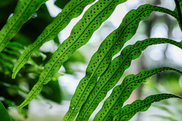 Botany themes: Oak-leaf Fern or Drynaria quercifolia
