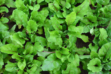 a beetroot plant with green leaves top view