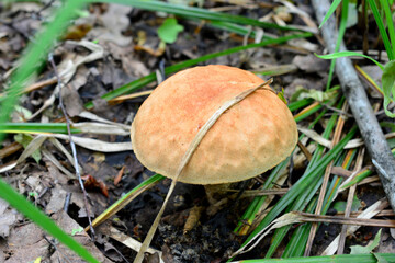 a leccinum mushroom that is in the grass isolated close up
