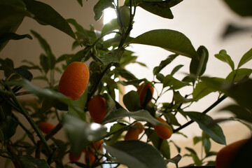 orange fruit tree