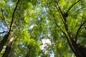leaves in the sun, trees in the forest