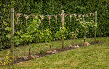 Obraz premium Grape vine plants on wires with crochet bunting strung across them