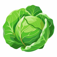 cabbage isolated on white background