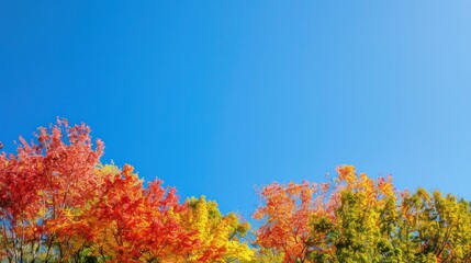 Fototapeta premium Autumn Foliage: A stunning landscape ablaze with the vibrant colors of fall foliage, with trees showcasing hues of red, orange, and yellow against a clear blue sky.