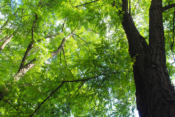 green leaves in the forest, trees in the forest