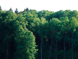 trees in the woods during summer 