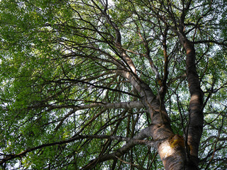 Fototapeta premium Low angle view of a tree against blue sky 