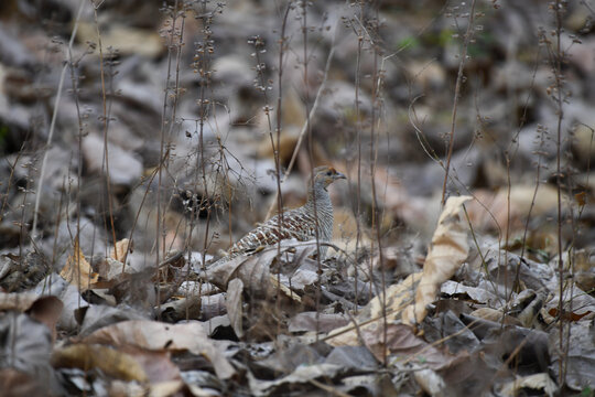 Closeup shot of Grey Francolin