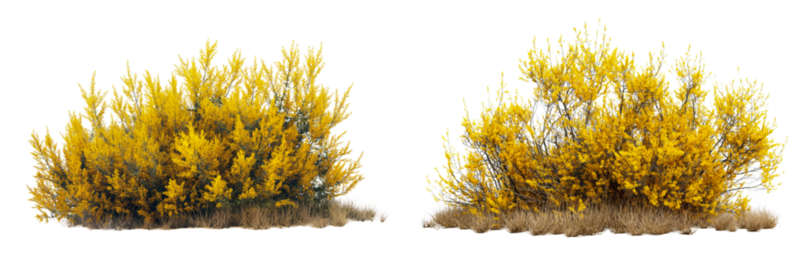 realistic yellow bushes with flowers cut out isolated on transparent or white background