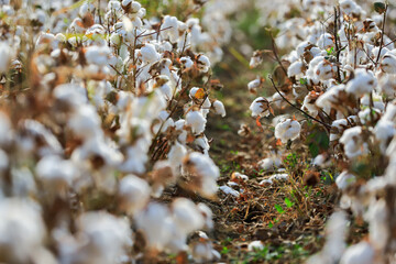Cotton Field, Hatay, Türkiye