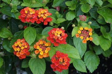red and orange flowers