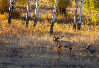 Bull Elk in the Rut in Autumn in Wyoming