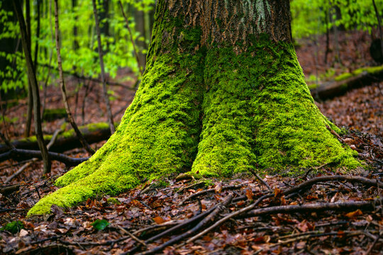 Mighty trunk of an oak tree (Quercus) covered with bright green moss. Contrasting natural scene in a mixed forest in Iserlohn, Sauerland. Brownish old foliage and twigs on the ground. 