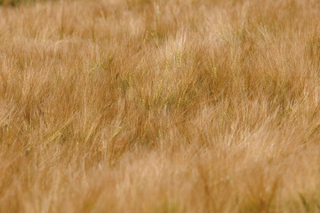 Background of almost harvest-ripe barley stalks on a grain field