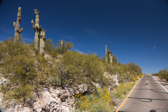 Saguaro cacti and blooming brittlebush on the road to Sentinel Peak in Tucson, Arizona