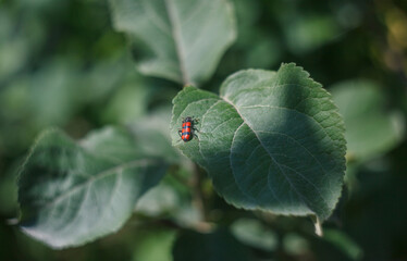 A red and black gravedigger beetle on a green apple tree leaf