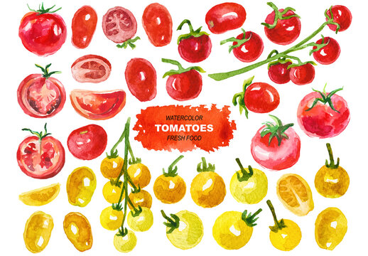 Vector watercolor painted tomatoes clipart. Hand drawn fresh food design elements isolated on white background.