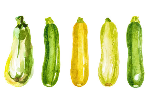 Vector watercolor painted zucchini clipart. Hand drawn fresh food design elements isolated on white background.