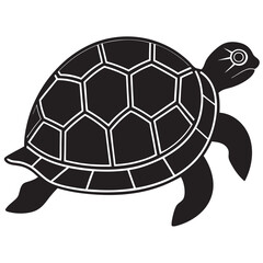 turtle illustration