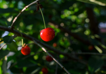 red cherry berry on a branch in the sunlight
