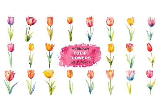 Vector watercolor painted style - tulip flowers clipart isolated on white background. Created using Generative AI.