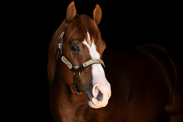 Quarter Horse Stallion headshot portrait silver show halter