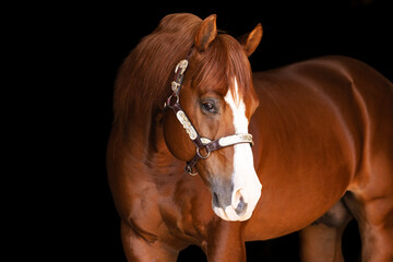 Quarter Horse Stallion headshot portrait silver show halter