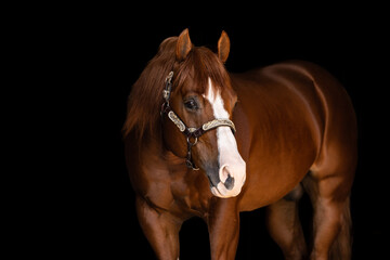 Quarter Horse Stallion headshot portrait silver show halter