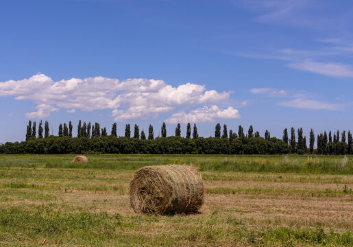 straw roll on a field against a background of trees and a blue sky with clouds