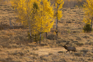 Bull Elk During the Rut in Autumn in Wyoming