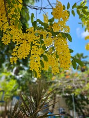 captivating photo of a yellow Ipê tree in full bloom, where radiant yellow flowers stand out against vivid green leaves, a clear blue sky, and bright sunshine