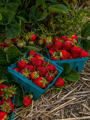 basket of strawberries
